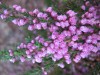 3481?width=100&height=80&name=calluna-vu