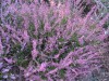 3482?width=100&height=80&name=calluna-vu