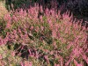 3483?width=100&height=80&name=calluna-vu