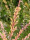 3487?width=100&height=80&name=calluna-vu