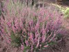 3489?width=100&height=80&name=calluna-vu