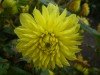 348?width=100&height=80&name=dahlia-zelt