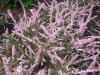 3490?width=100&height=80&name=calluna-vu