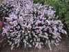 3491?width=100&height=80&name=calluna-vu