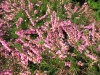 3493?width=100&height=80&name=calluna-vu