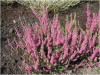 3495?width=100&height=80&name=calluna-vu