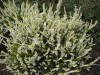 3496?width=100&height=80&name=calluna-vu