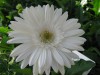 34?width=100&height=80&name=gerbera-jame