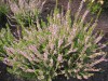 3503?width=100&height=80&name=calluna-vu