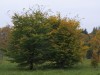 3509?width=100&height=80&name=carpinus-c