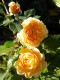 350?width=100&height=80&name=rosa-crown-