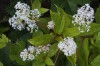 3515?width=100&height=80&name=ceanothus-