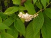 3524?width=100&height=80&name=clethra-ac