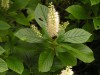 3525?width=100&height=80&name=clethra-al