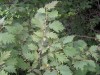 3528?width=100&height=80&name=corylus-av