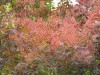 3529?width=100&height=80&name=cotinus-co