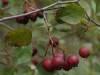 3532?width=100&height=80&name=crataegus-