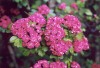 3533?width=100&height=80&name=crataegus-