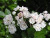 3534?width=100&height=80&name=crataegus-