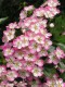 3535?width=100&height=80&name=crataegus-