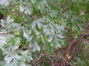 3536?width=100&height=80&name=crataegus-