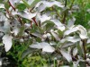 3543?width=100&height=80&name=elaeagnus-