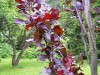 3565?width=100&height=80&name=fagus-sylv