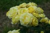 356?width=100&height=80&name=rosa-golden