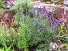 3573?width=100&height=80&name=lavandula-