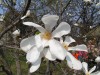 3578?width=100&height=80&name=magnolia-k