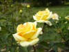 357?width=100&height=80&name=rosa-golden