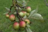 3583?width=100&height=80&name=malus-prun