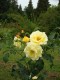 358?width=100&height=80&name=rosa-golden