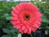 35?width=100&height=80&name=gerbera-jame