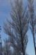 3603?width=100&height=80&name=populus-al