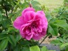 360?width=100&height=80&name=rosa-hansa-