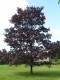 3611?width=100&height=80&name=quercus-ro