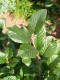 3613?width=100&height=80&name=rhamnus-al