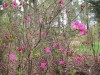 3618?width=100&height=80&name=rhododendr