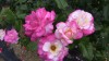 361?width=100&height=80&name=rosa-harlek