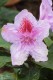 3624?width=100&height=80&name=rhododendr