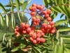 3651?width=100&height=80&name=sorbus-ame