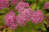 3654?width=100&height=80&name=spiraea-ja