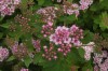 3655?width=100&height=80&name=spiraea-ja