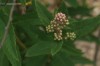 3656?width=100&height=80&name=spiraea-sa