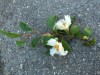 3659?width=100&height=80&name=stewartia-