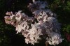 3660?width=100&height=80&name=syringa-vu