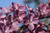 3661?width=100&height=80&name=syringa-vu