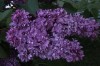 3662?width=100&height=80&name=syringa-vu