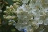 3663?width=100&height=80&name=syringa-vu